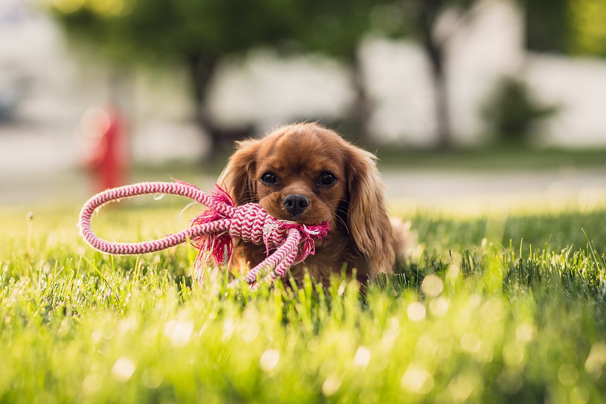 3 tipos de brinquedos para cães mais felizes, para atividade, distração e conforto.