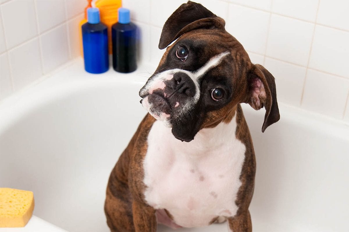 Cachorro não pode tomar banho com shampoo de gente