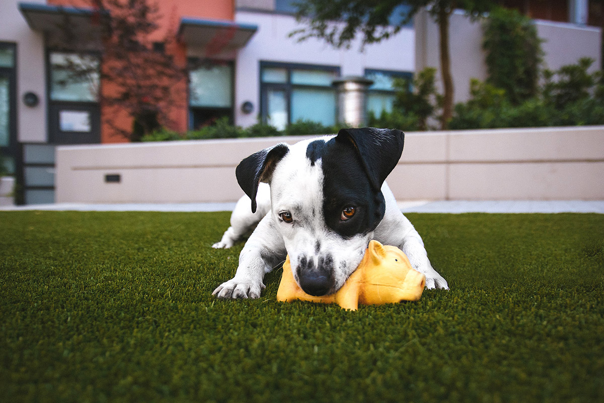 Brinquedos são grande parte da alegria diária na vida dos cães. Por isso de tempos em tempos é preciso limpar os brinquedos de forma adequada, sejam eles de pelúcia, corda, borracha, plástico ou outros materiais.