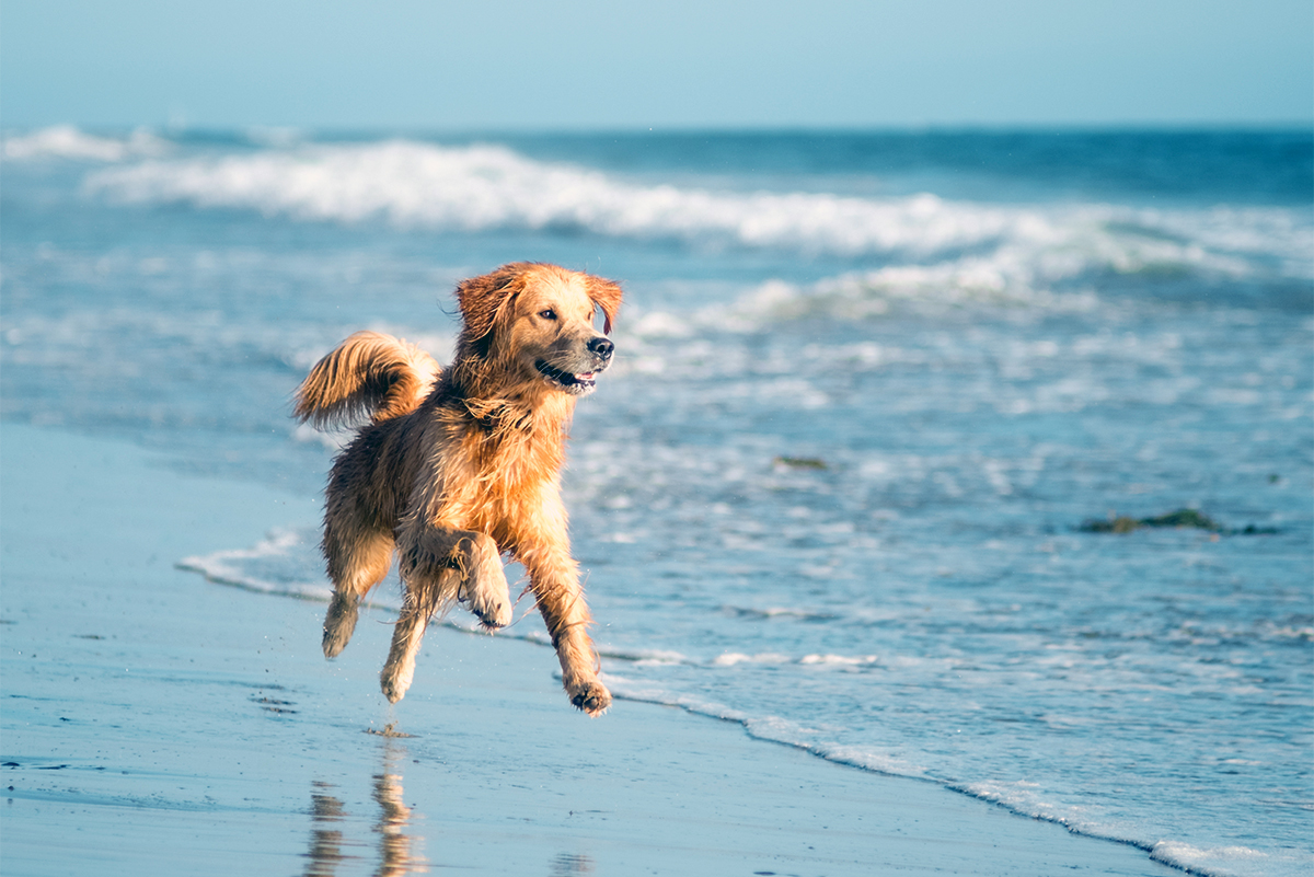 cães à praia