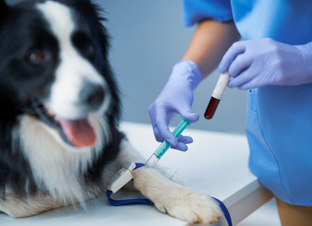 Cachorro branco e preto da raca Border Collie tirando sangue para fazer exame de check-up