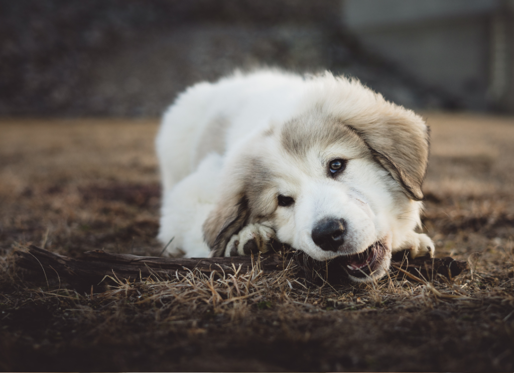 O que é o nervo vago e porque ele importa no bem-estar dos cães